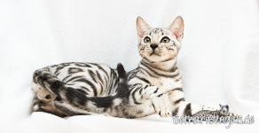 Bengalenkatzen Züchter